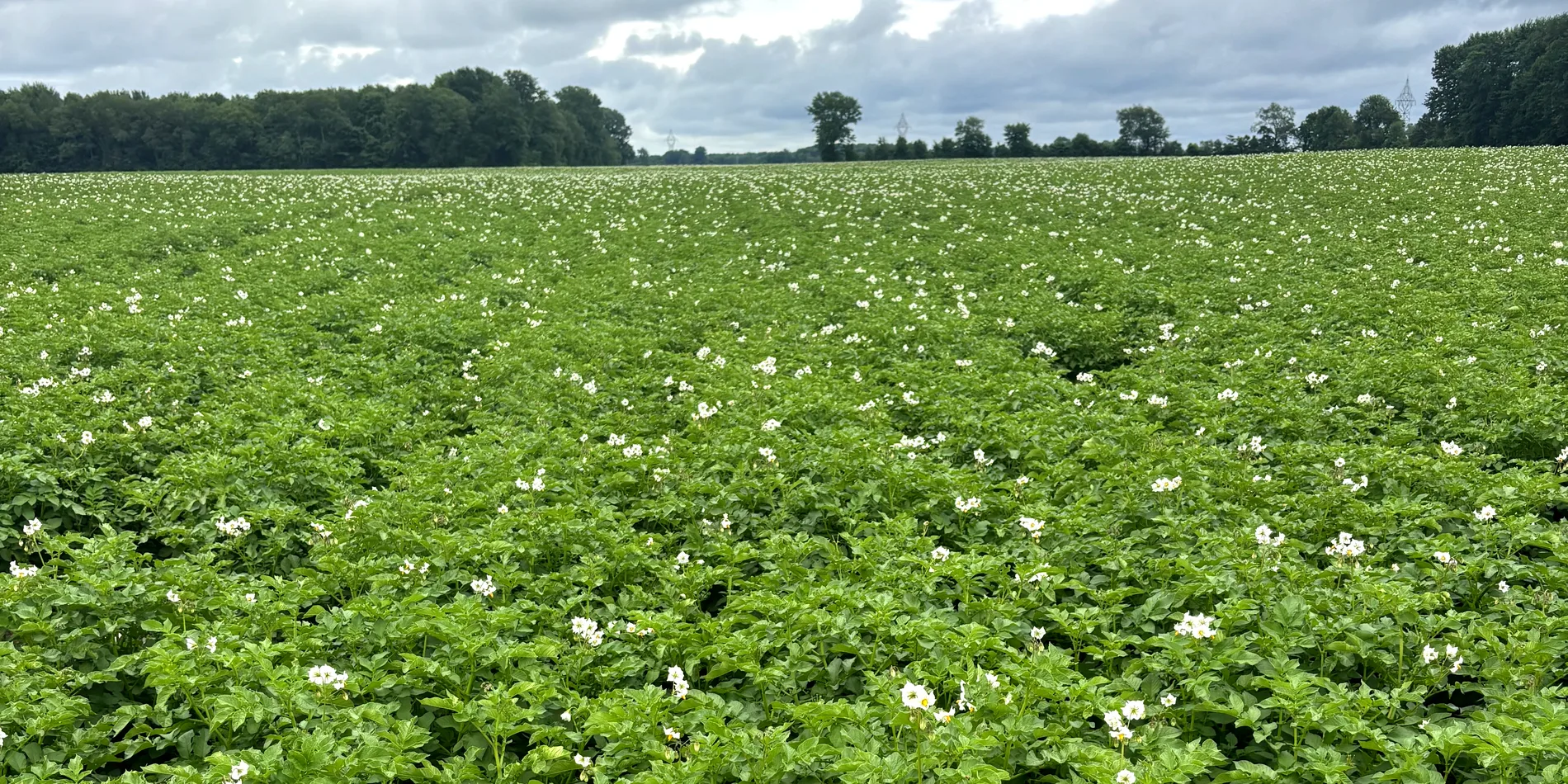 A Fair Valley potato field in full bloom under a summer sky