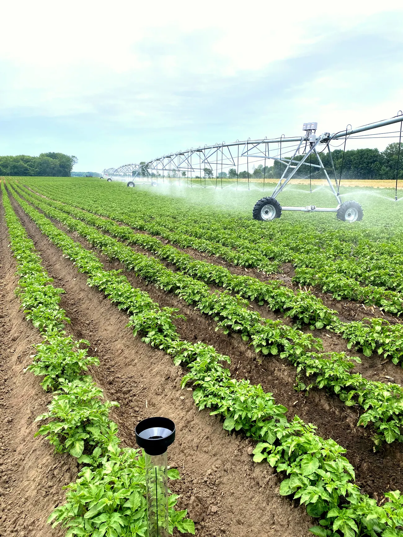 Pivot sprinkler irrigation over green potato rows